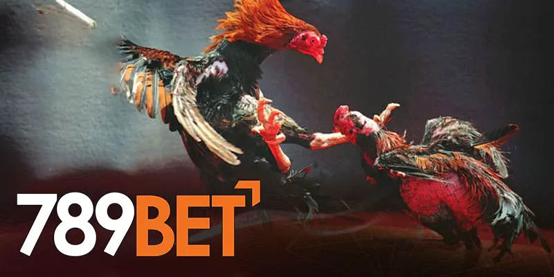 Đá Gà Campuchia Online - Sân Chơi Những Chiến Kê Thực Thụ 3 Đá Gà Campuchia