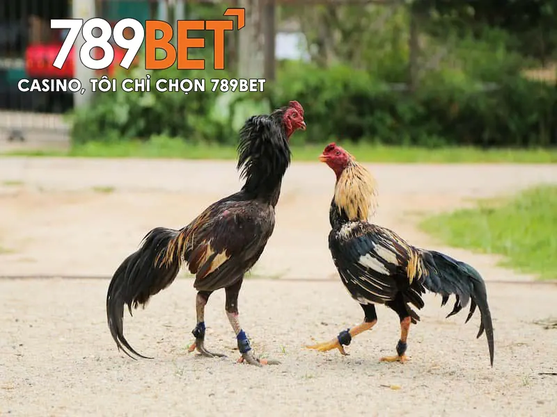 Đá Gà Cựa Dao - Bộ Môn Cá Cược Được Yêu Thích Nhất Việt Nam 3 Đá Gà Cựa Dao – Bộ Môn Cá Cược Được Yêu Thích