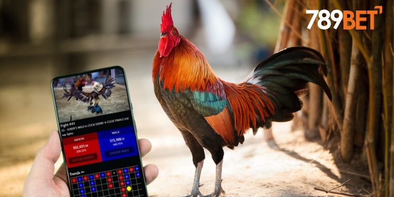 Đá Gà 789BET – Đấu Trường Rực Lửa Cho Dân Cá Cược Đích Thực 2 Đối những đối tác cung cấp dịch vụ đá gà trực tuyến hàng đầu tại 789BET